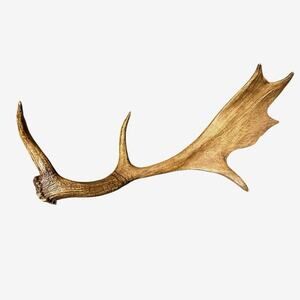 Faux antler large realistic resin deer stag cabin lodge rustic decor 3 point 19”